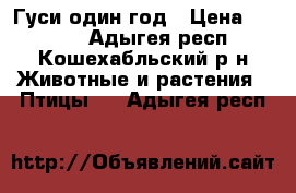 Гуси один год › Цена ­ 4 000 - Адыгея респ., Кошехабльский р-н Животные и растения » Птицы   . Адыгея респ.